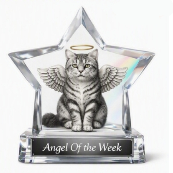 an angel of the week award